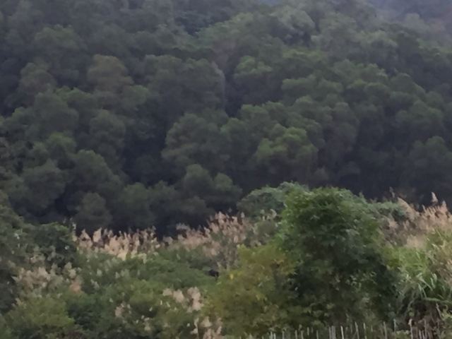 一马树森林公园