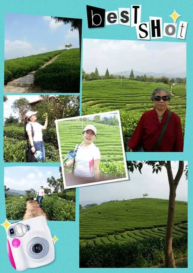 大木山茶园景区