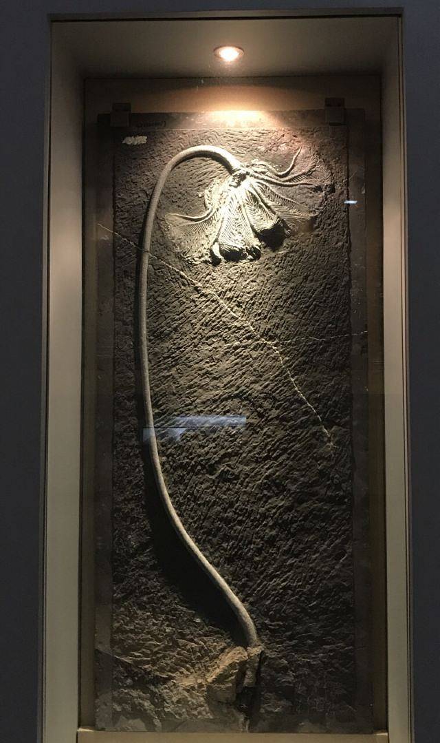 关岭化石群国家地质公园