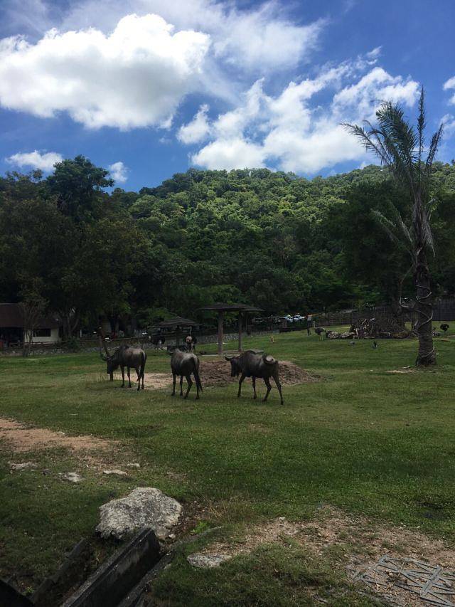 绿山野生动物园