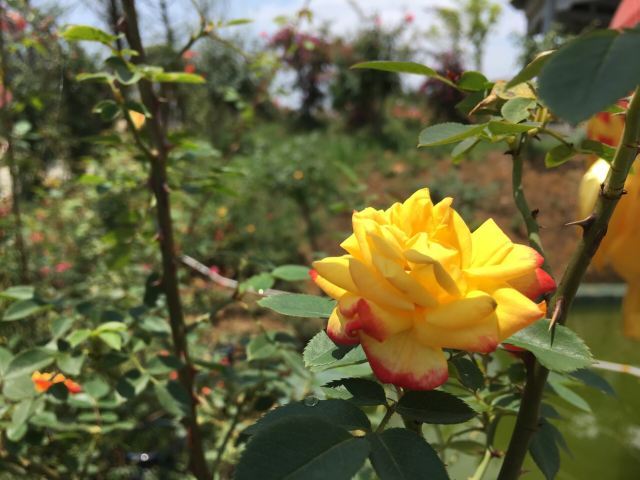 东林牧歌世界月季博览园