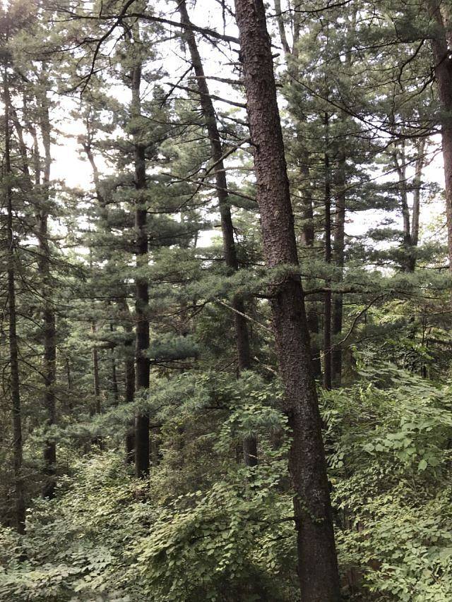 回龙湾国家森林公园