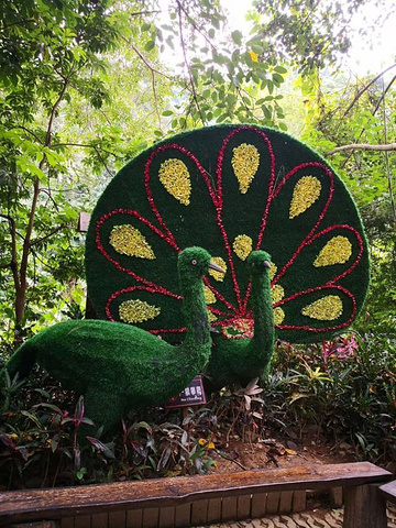 特别是孔雀,野外放生的孔雀,一群群的非常热闹好看.