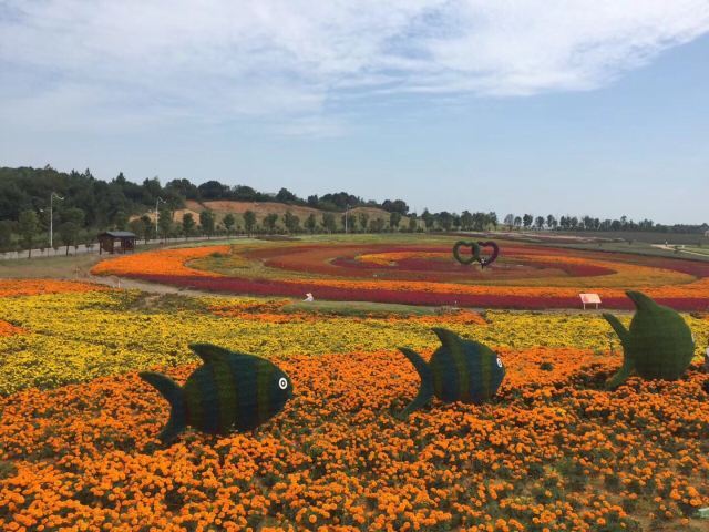 洋沙湖五彩花田