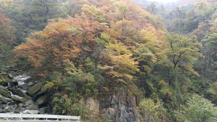 "这里是我国发现野人的地方，游玩的那天山上一直下雪，有的地方雪下的好大，一片云雾缭绕，没法完全看..._神农顶风景区"的评论图片