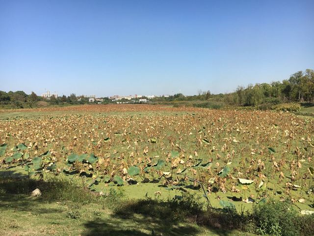 "我们都买东湖几个花园的年票，全年可以进入，当逢盛开的季节景色美极了！特别提醒大家，绿道全程免费_东湖樱花园"的评论图片