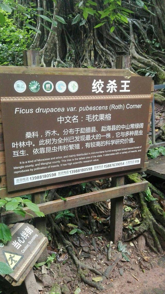 西双版纳雨林谷