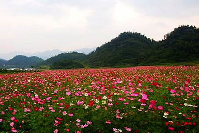 重庆大木花谷景区门票图片