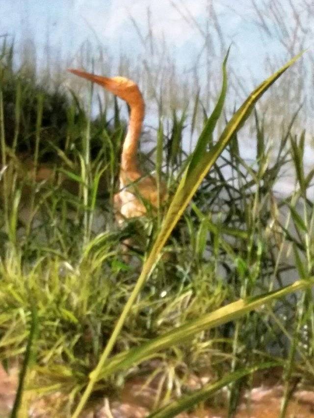 河北首届园林博览会