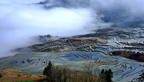 多依树梯田旅游景点攻略图