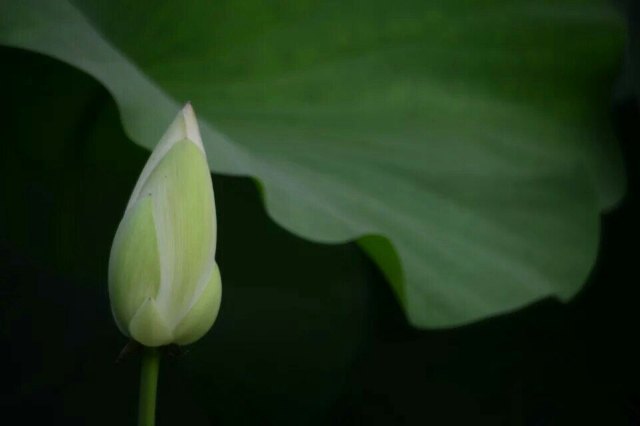 聊城南湖湿地公园