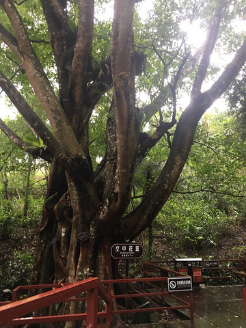 "漂流挺适合的，但是景色一般，太原始化，树木没有太打理，很乱很没观赏，栈道很湿滑，苔藓很多，同路..._五指山水满河热带雨林风景区"的评论图片