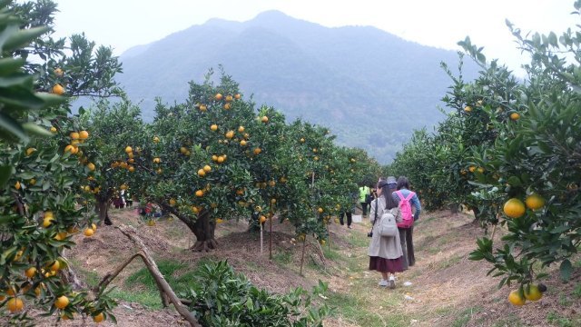 中国柑橘博览园