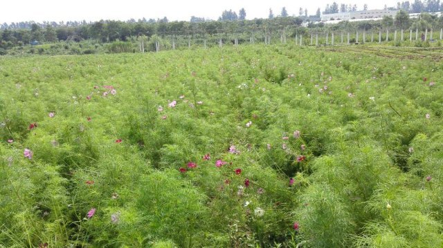 汤山翠谷现代农业示范园