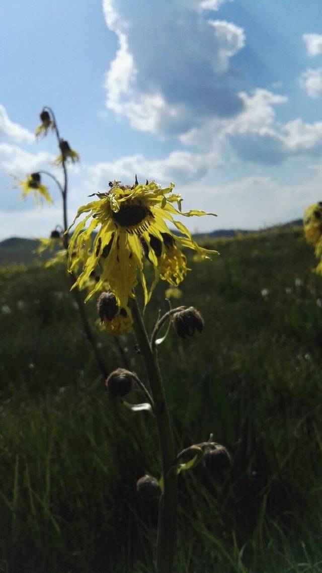 若尔盖西部牧场