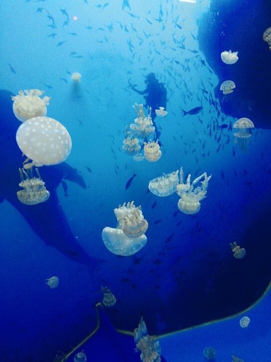 一山Aqua Planet水族馆