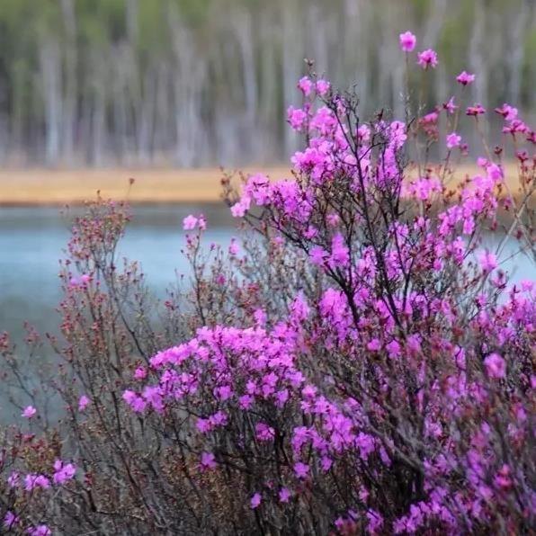 达尔滨湖国家森林公园