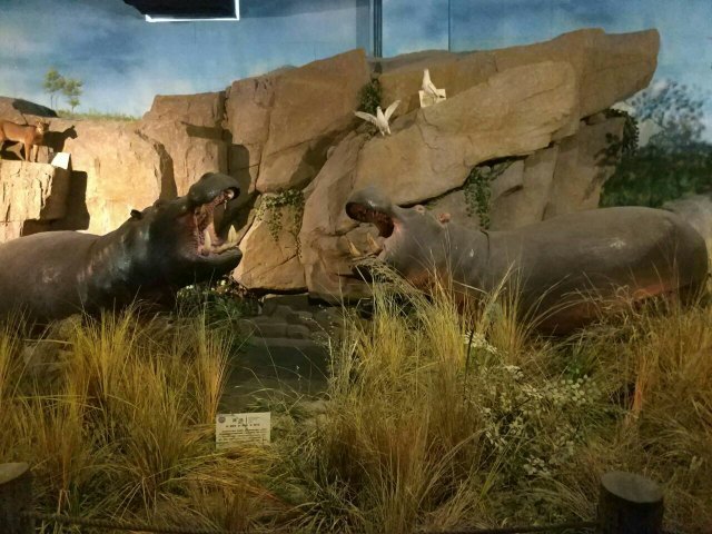 青岛滨海学院世界动物自然生态博物馆