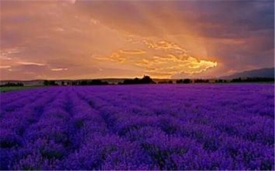 汉家公主薰衣草园