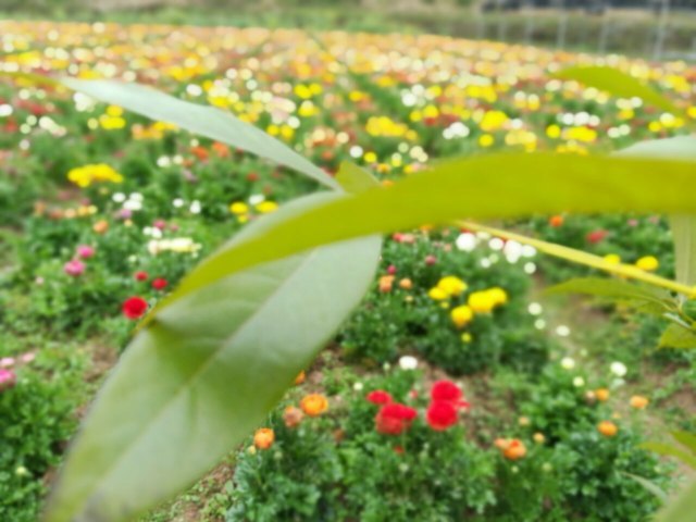 中国有机生活公园