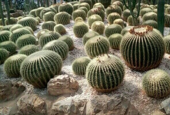 沙漠植物风情园