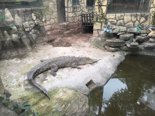 重庆鳄鱼养殖中心