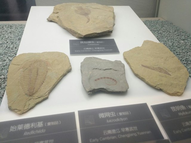 直立人化石遗址博物馆