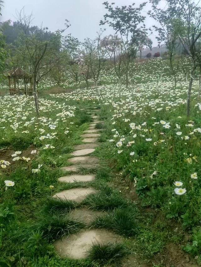 绵阳盛世樱花悠乐谷