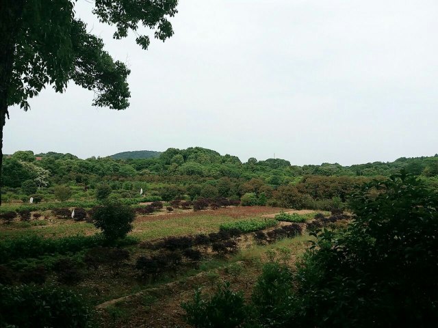 马鞍山森林公园