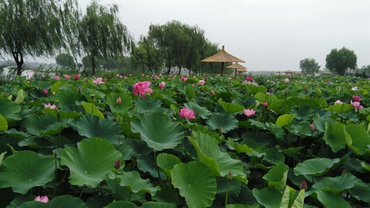 "一方水土养一方人，在城里需精心养护的荷花，在这里滋意的生长着，不用刻意养护，这就是荷花的圣地_元妃荷园"的评论图片