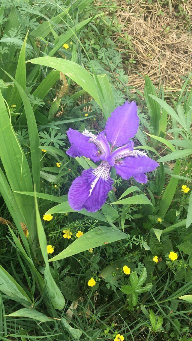 万紫千红植物园