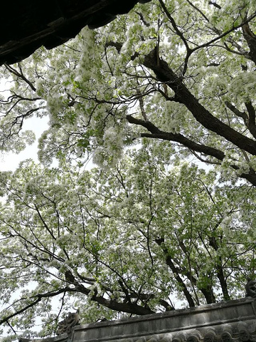 "四月是孟府各种花卉盛开的季节，尤其是那棵百年流苏树，每次开花都吸引很多人来观看_孟府孟庙景区"的评论图片