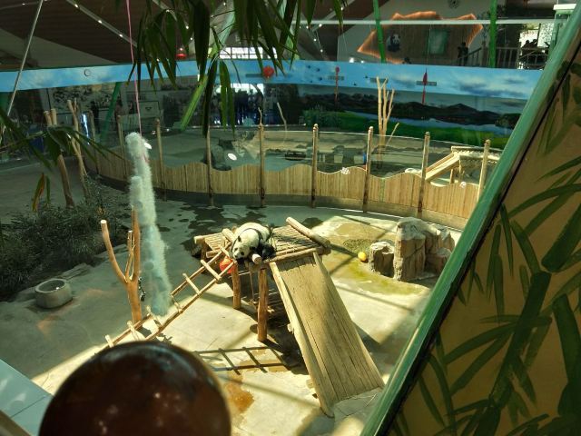 中国亚布力熊猫馆