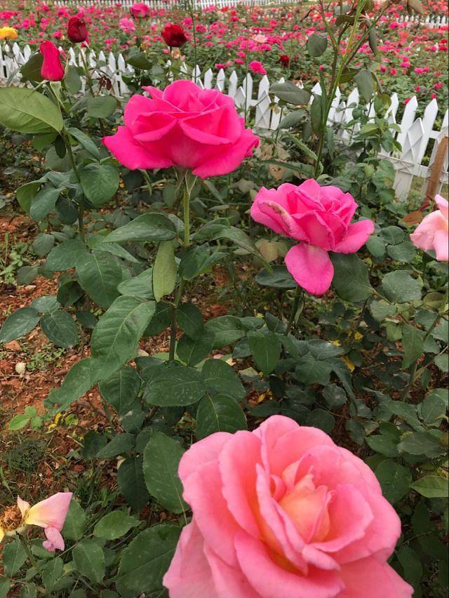 上金贝旅游景区