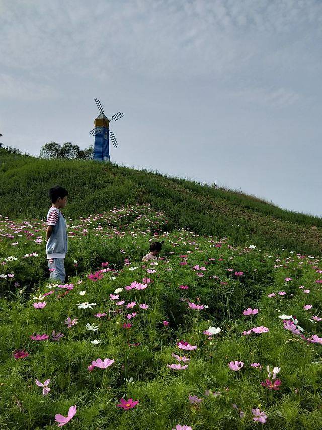 百万玫瑰成长田园