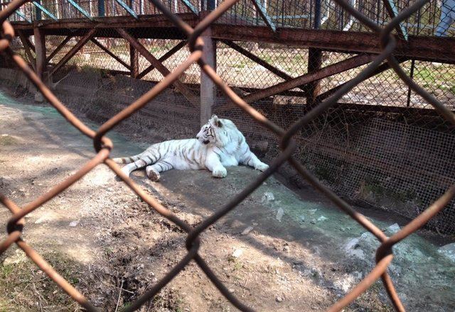海林横道东北虎林园