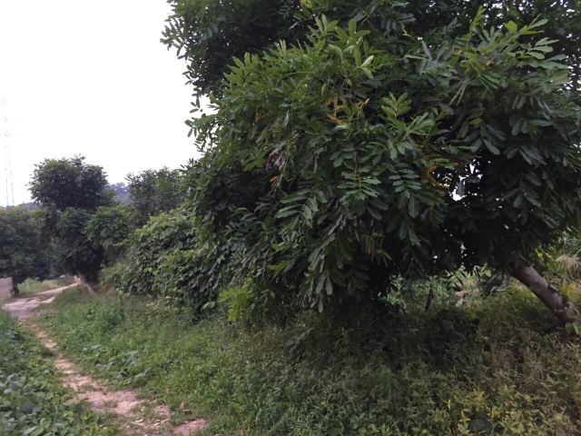 一马树森林公园