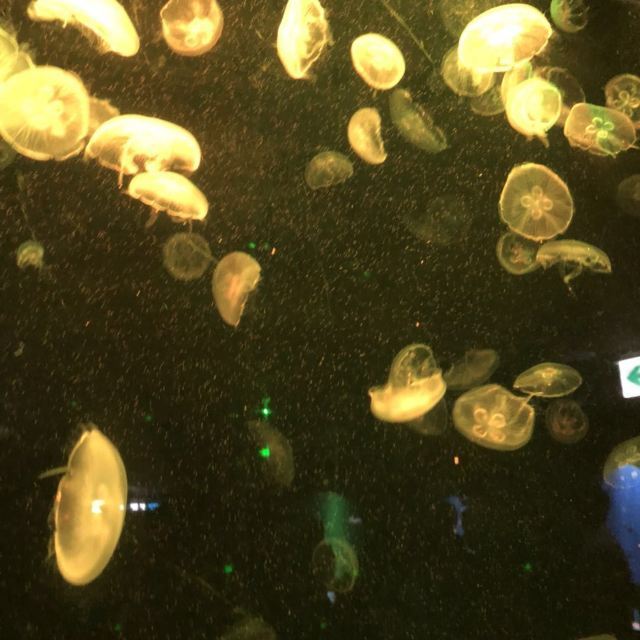 济州岛Aqua Planet水族馆