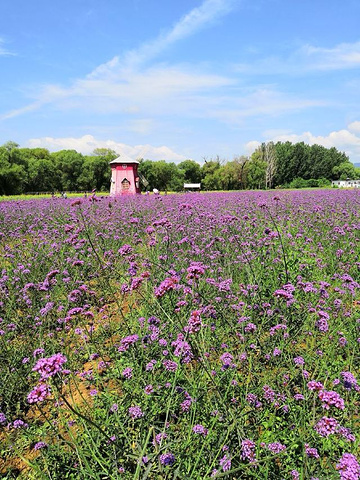 东方普罗旺斯薰衣草庄园位于怀柔镇郭家坞村每到6月鲜花绚烂游人如织