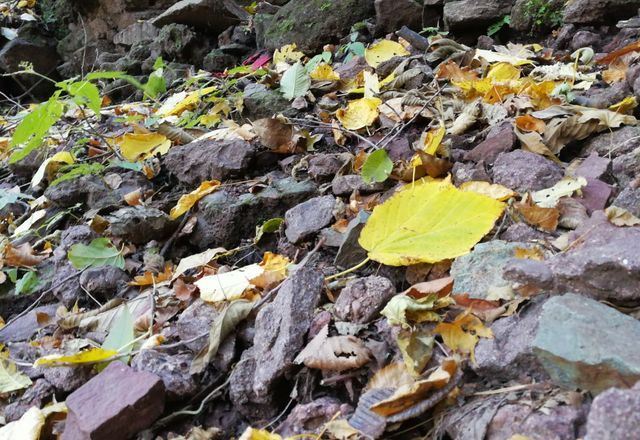 鸡冠山国家森林公园