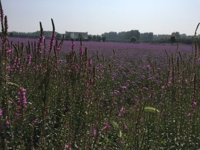 紫云水岸香草园