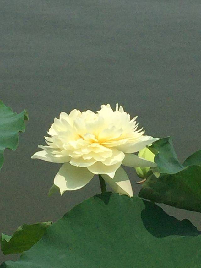 莲花池公园嘉年华