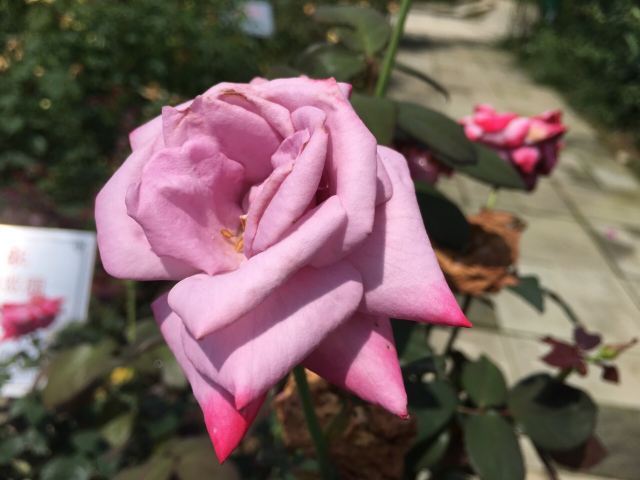 东林牧歌世界月季博览园