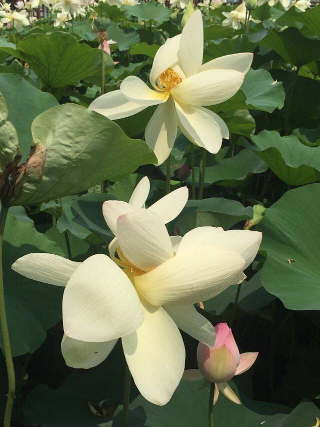 莲花池公园嘉年华