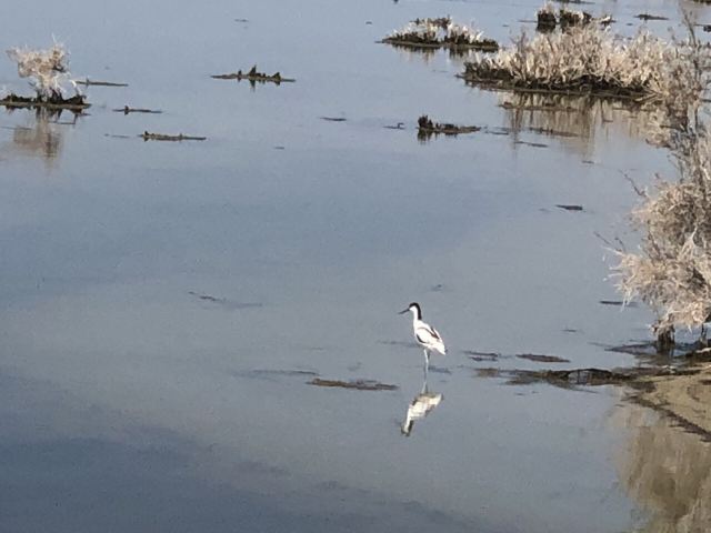 乌伦古湖国家湿地公园