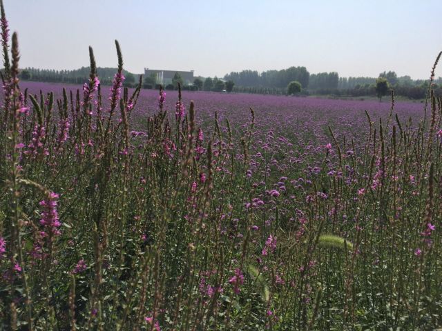 紫云水岸香草园