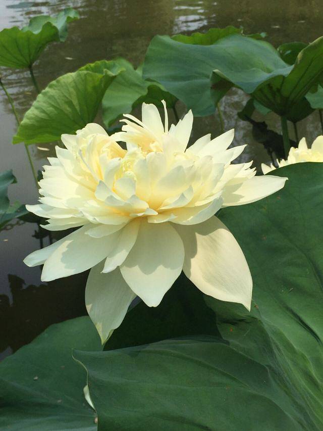 莲花池公园嘉年华