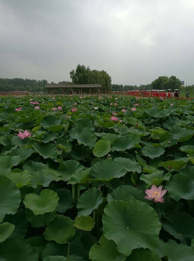 台儿庄运河国家湿地公园