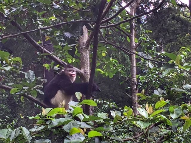 滇金丝猴国家公园