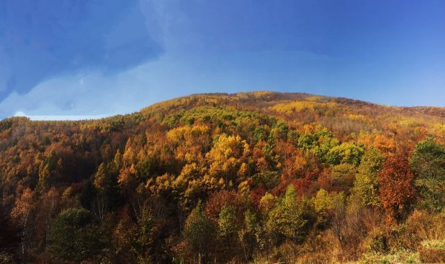 茅荆坝森林公园